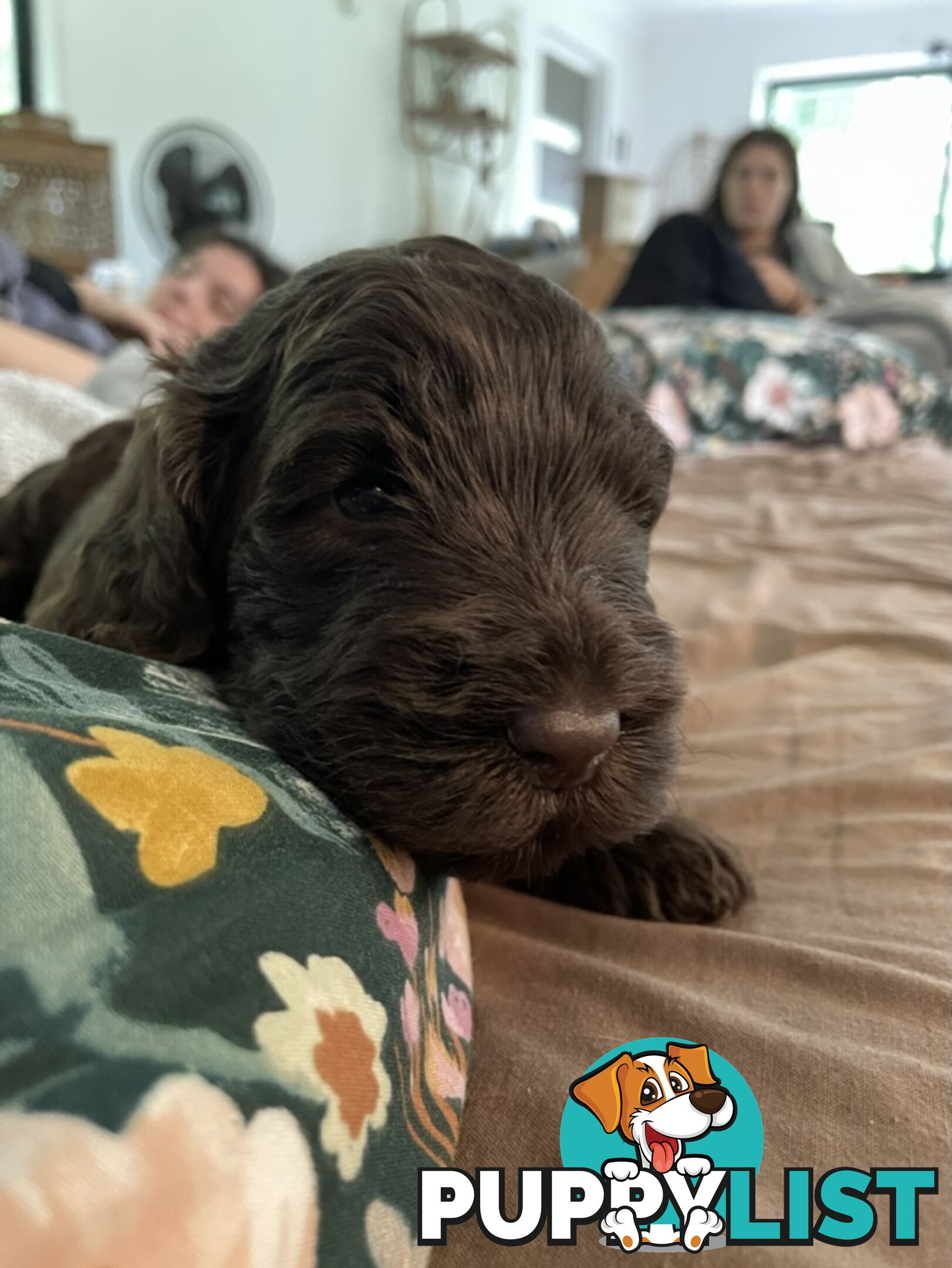 Labradoodle girl puppies for Sale