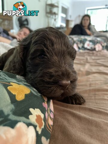 Labradoodle girl puppies for Sale