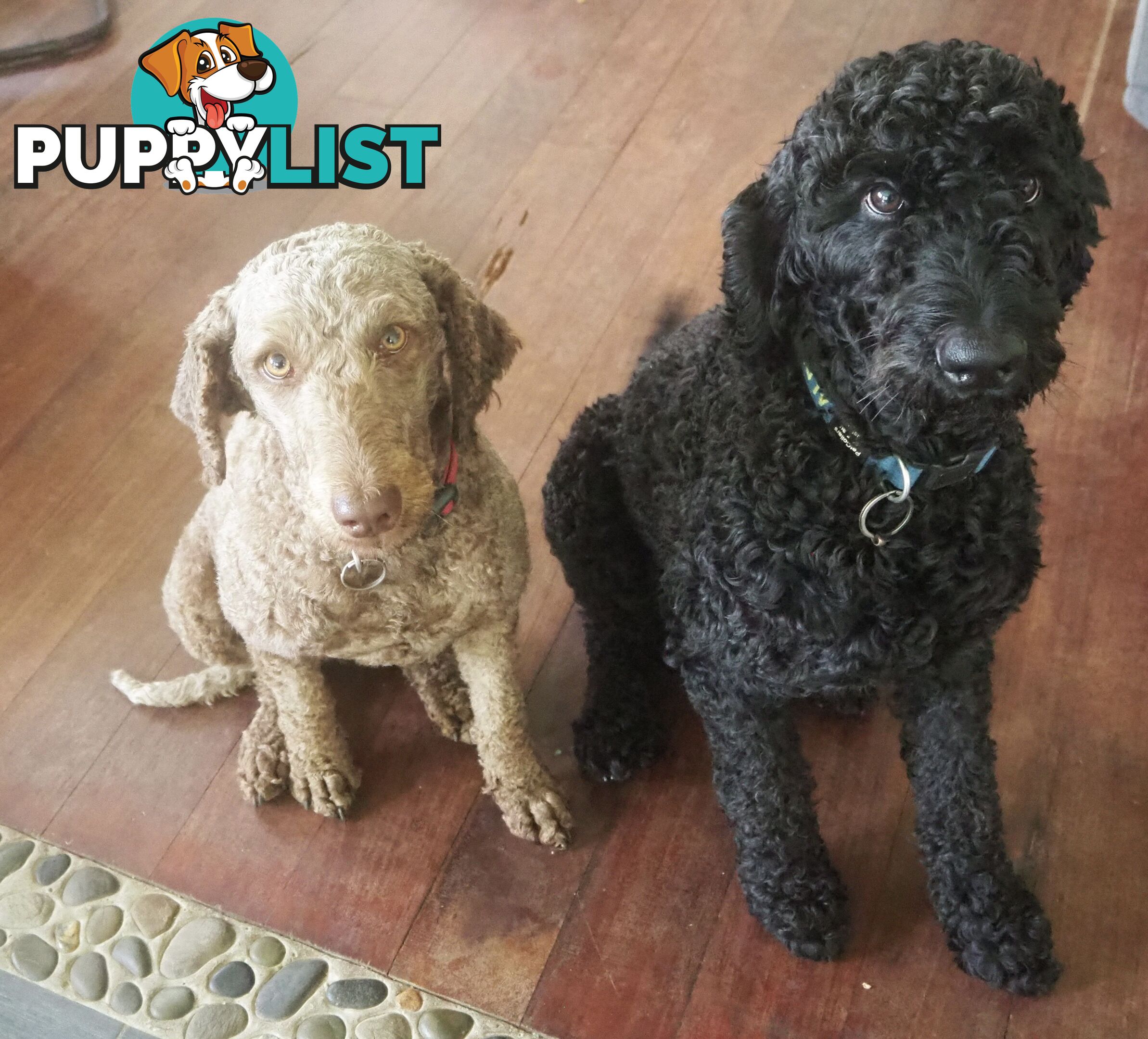 Labradoodle girl puppies for Sale
