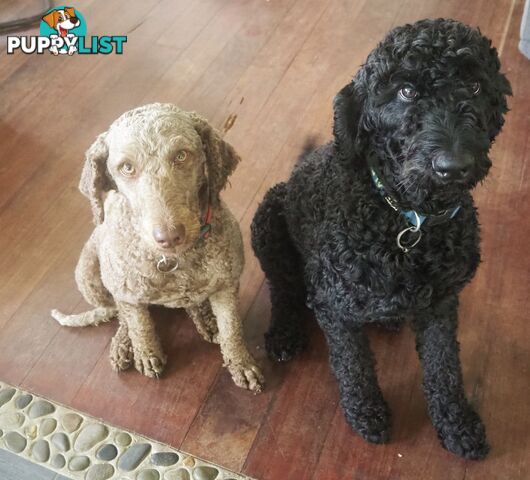 Labradoodle girl puppies for Sale