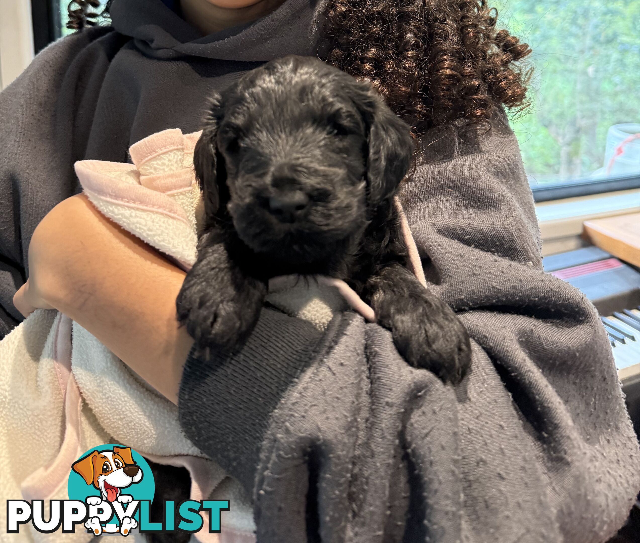 Labradoodle girl puppies for Sale