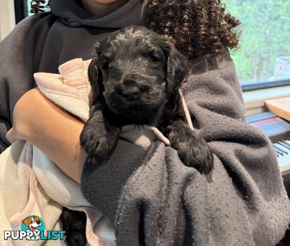 Labradoodle girl puppies for Sale