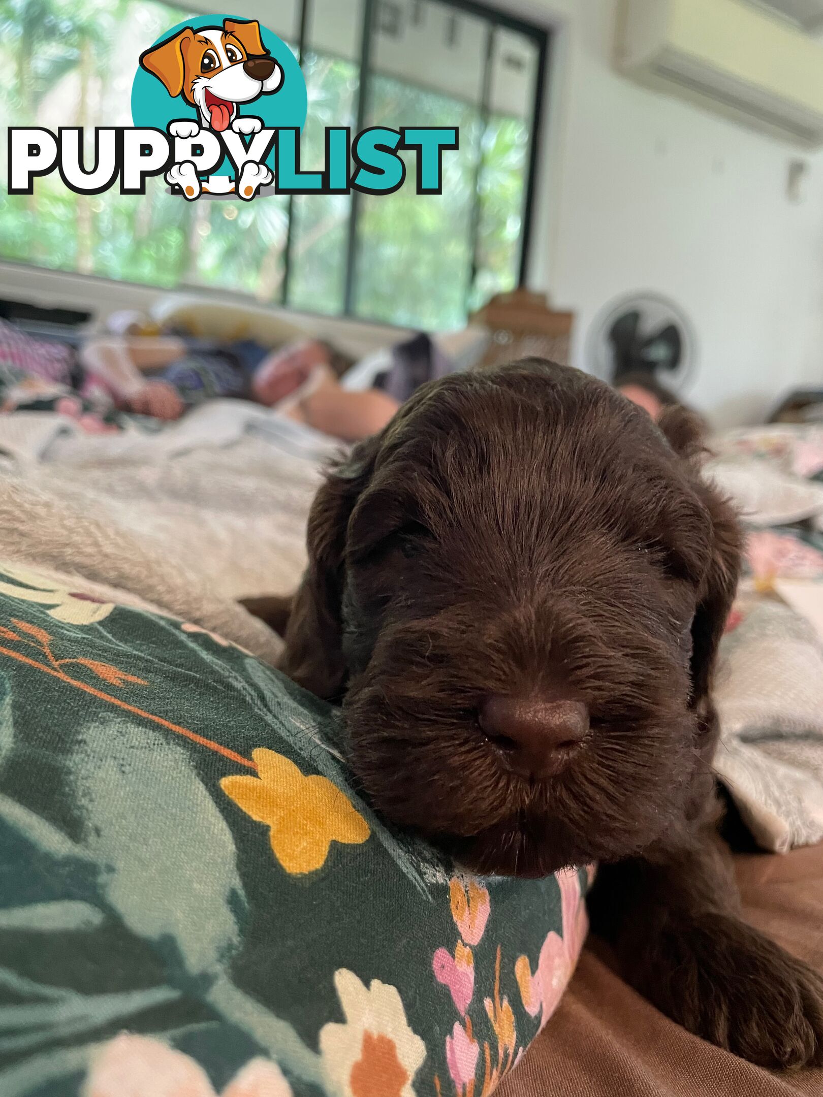 Labradoodle girl puppies for Sale
