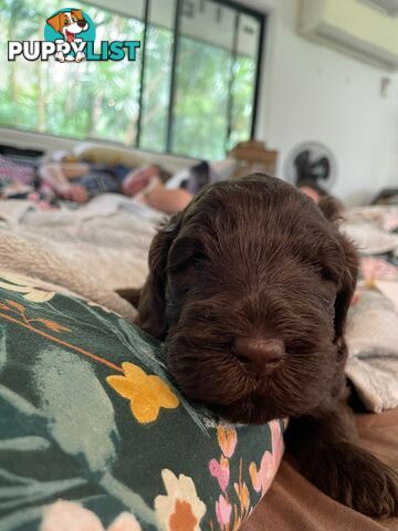 Labradoodle girl puppies for Sale