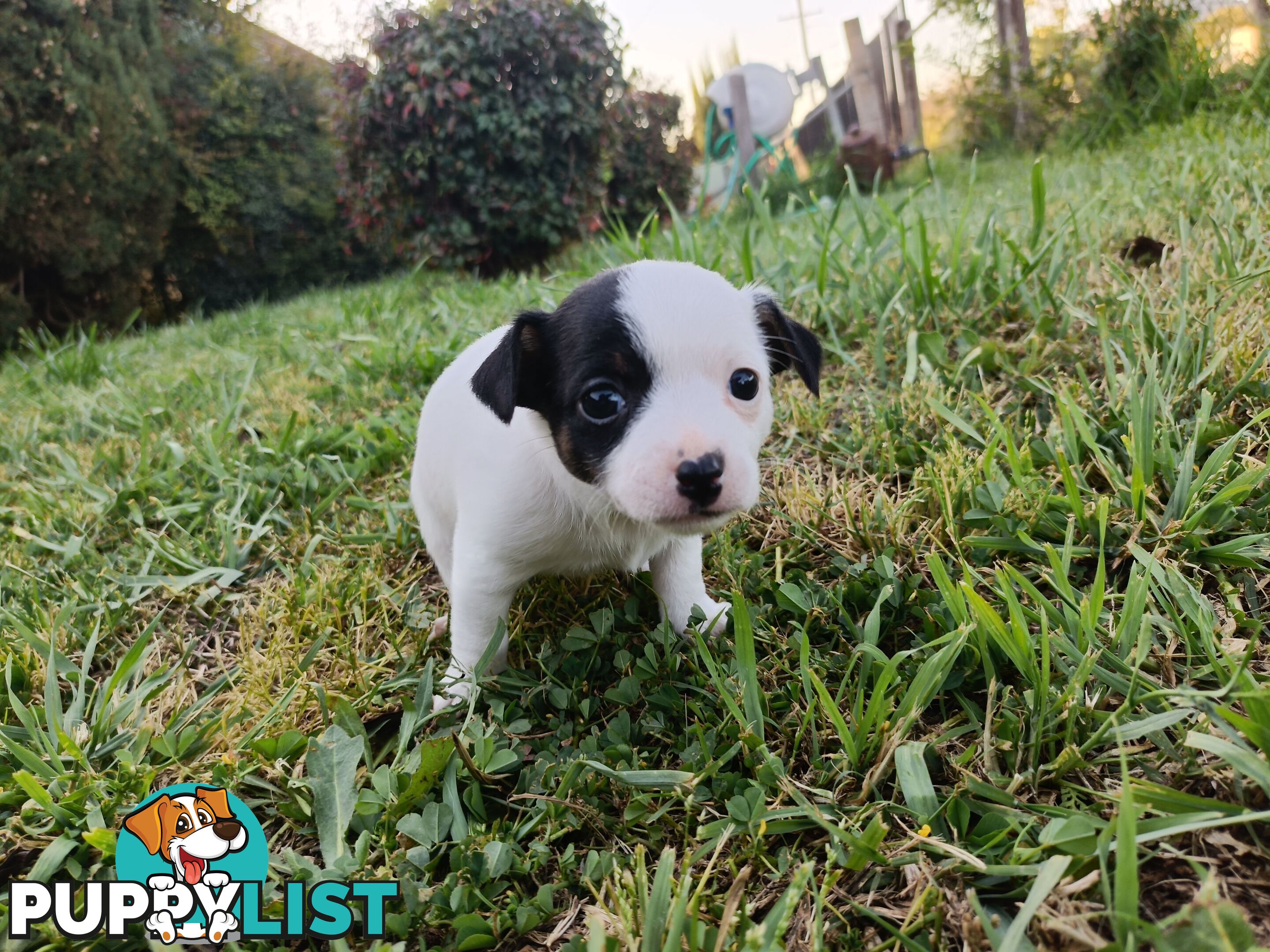 Taco terriers (chihuahua X mini foxy)