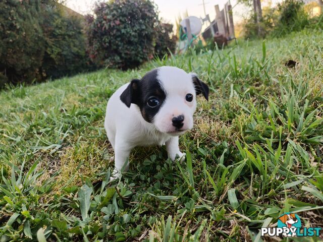 Taco terriers (chihuahua X mini foxy)