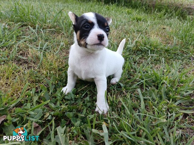 Taco terriers (chihuahua X mini foxy)