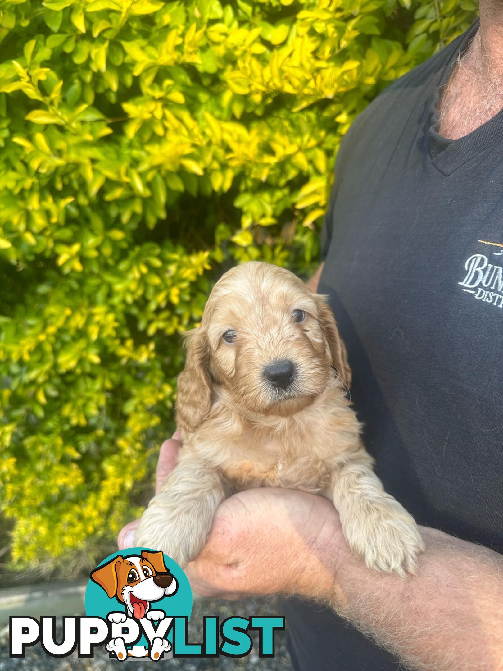 Stunning Spoodle Puppies - English cocker spaniel x mini Poodle