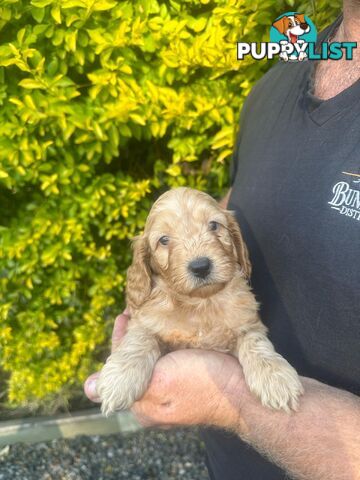 Stunning Spoodle Puppies - English cocker spaniel x mini Poodle