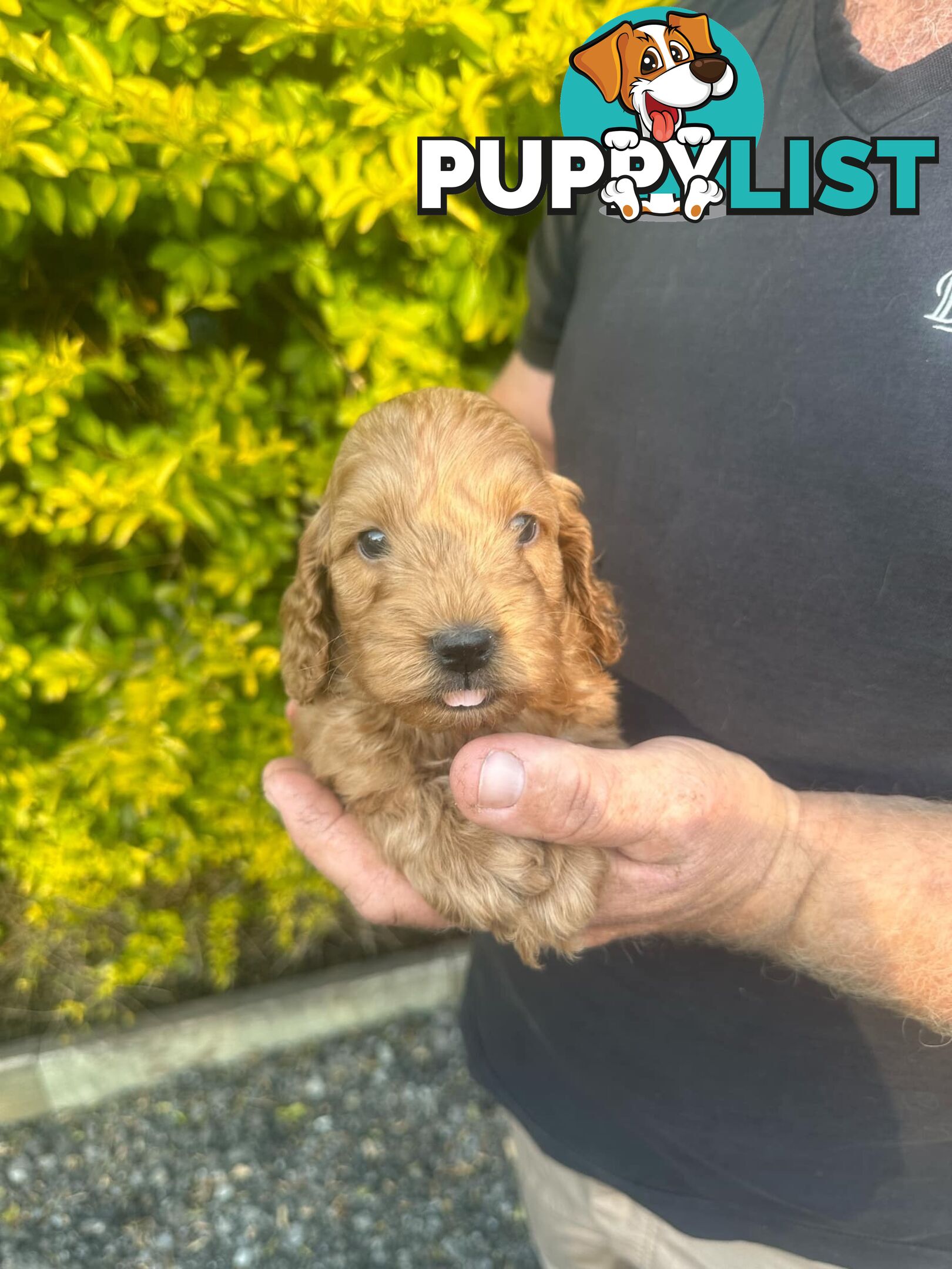 Stunning Spoodle Puppies - English cocker spaniel x mini Poodle