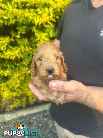 Stunning Spoodle Puppies - English cocker spaniel x mini Poodle