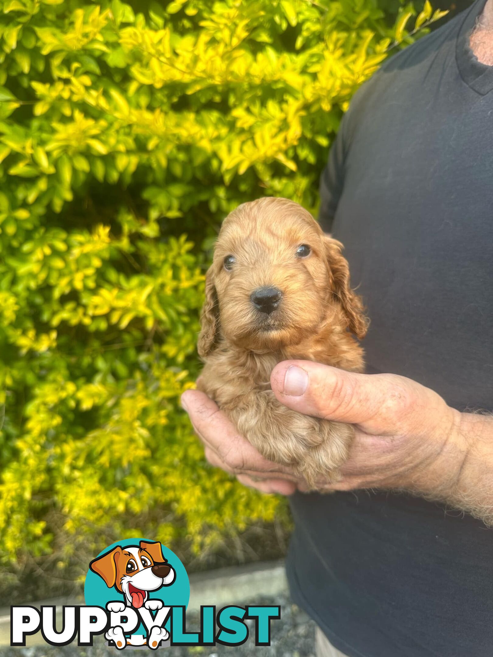 Stunning Spoodle Puppies - English cocker spaniel x mini Poodle