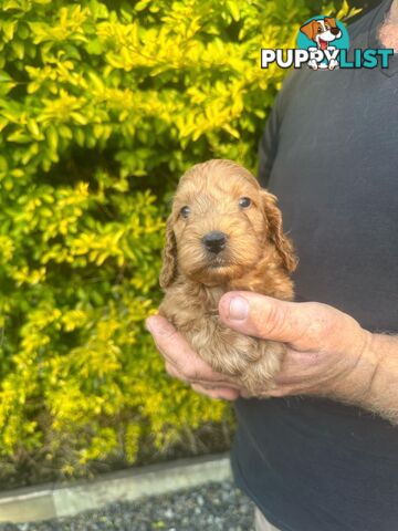 Stunning Spoodle Puppies - English cocker spaniel x mini Poodle