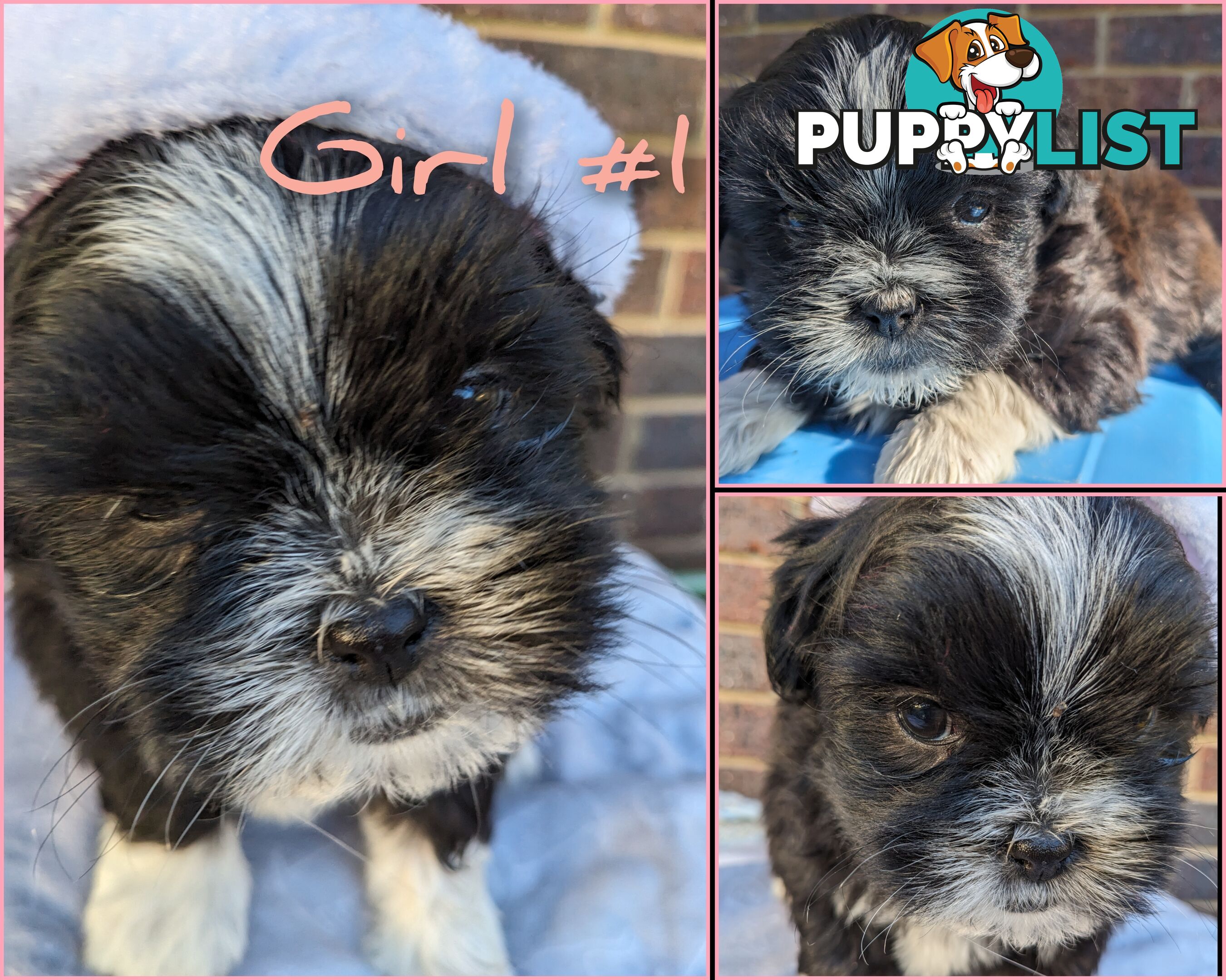 Maltese x Shih-Tzu Puppies