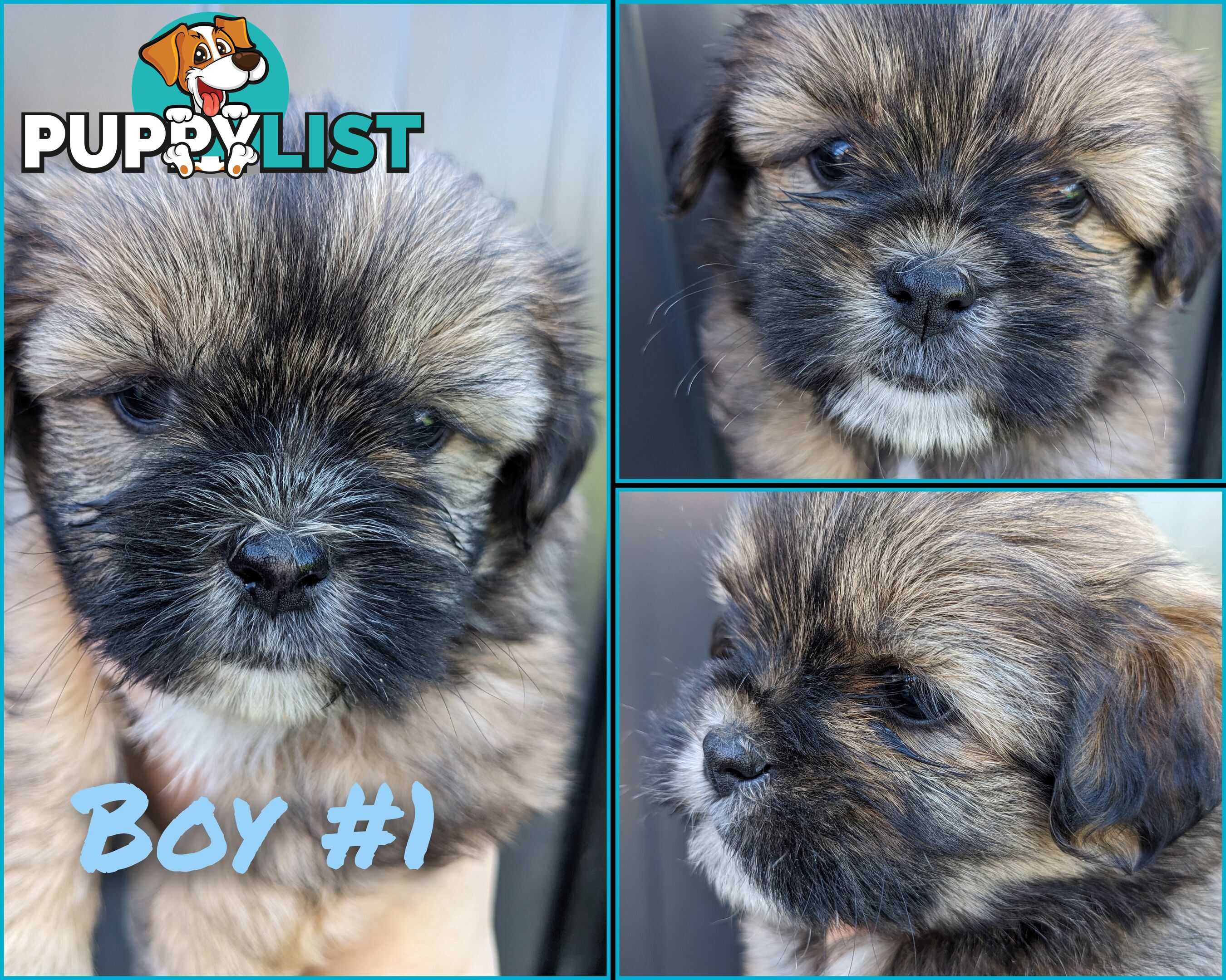 Maltese x Shih-Tzu Puppies