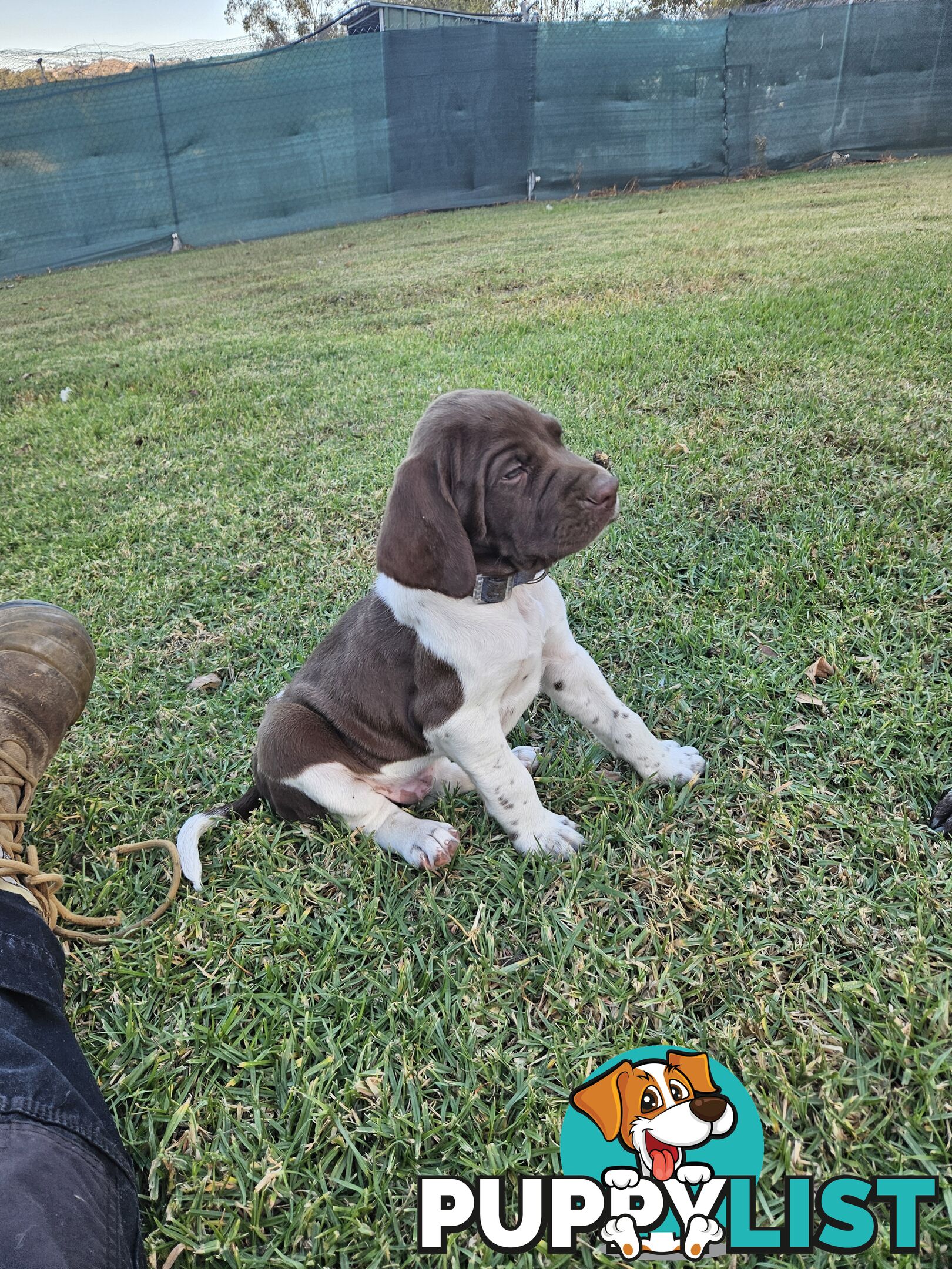 English pointer pups