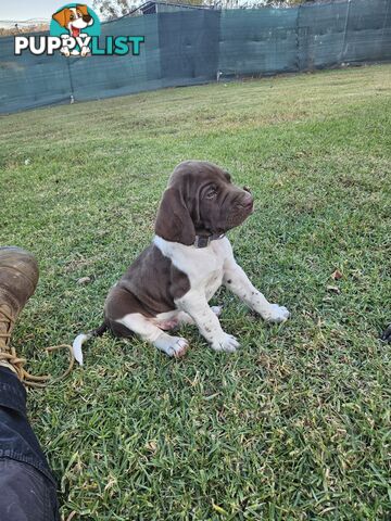 English pointer pups