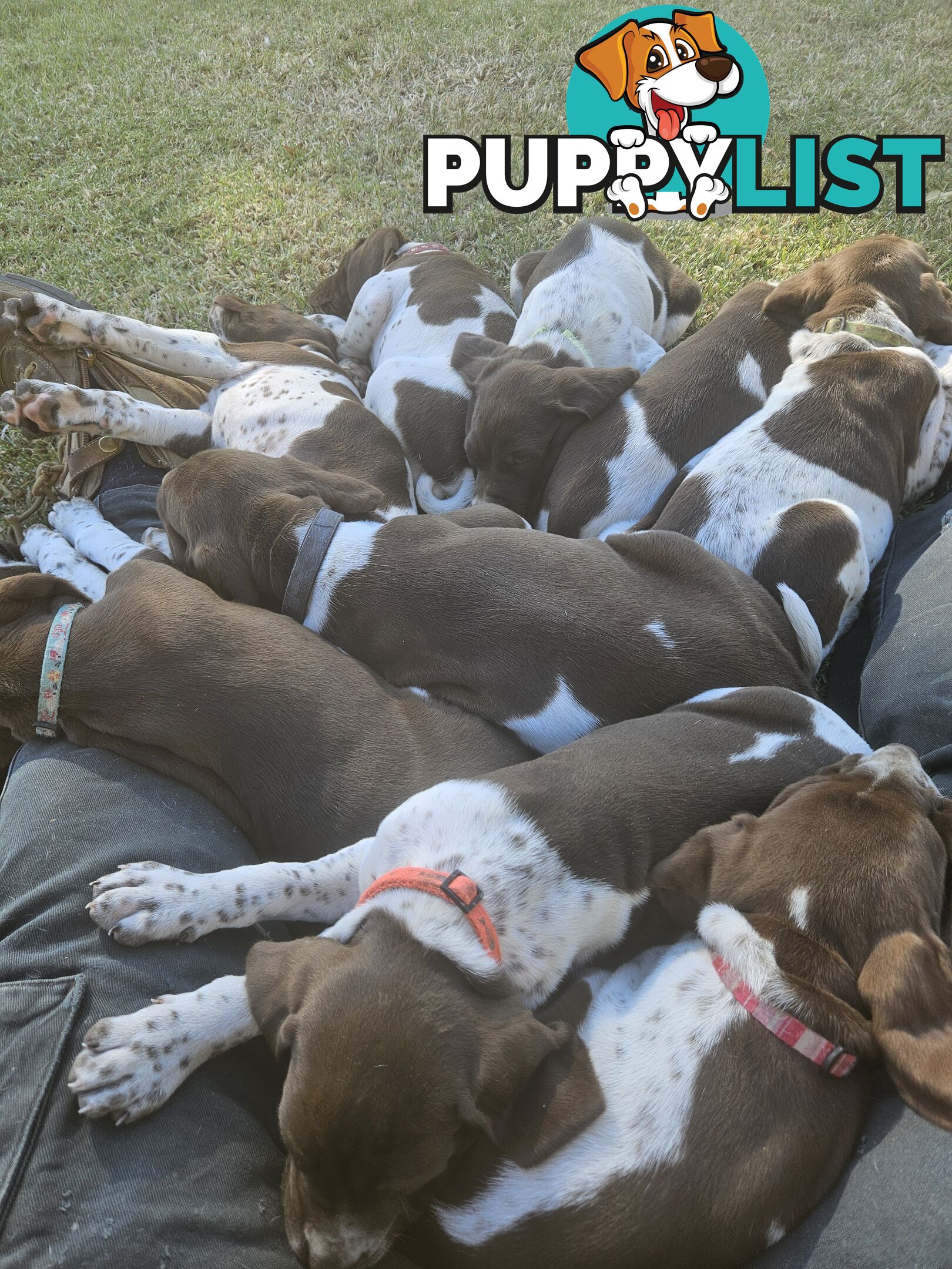 English pointer pups