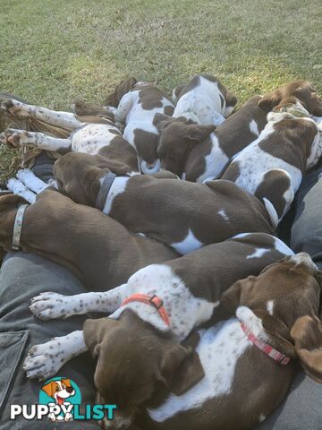 English pointer pups