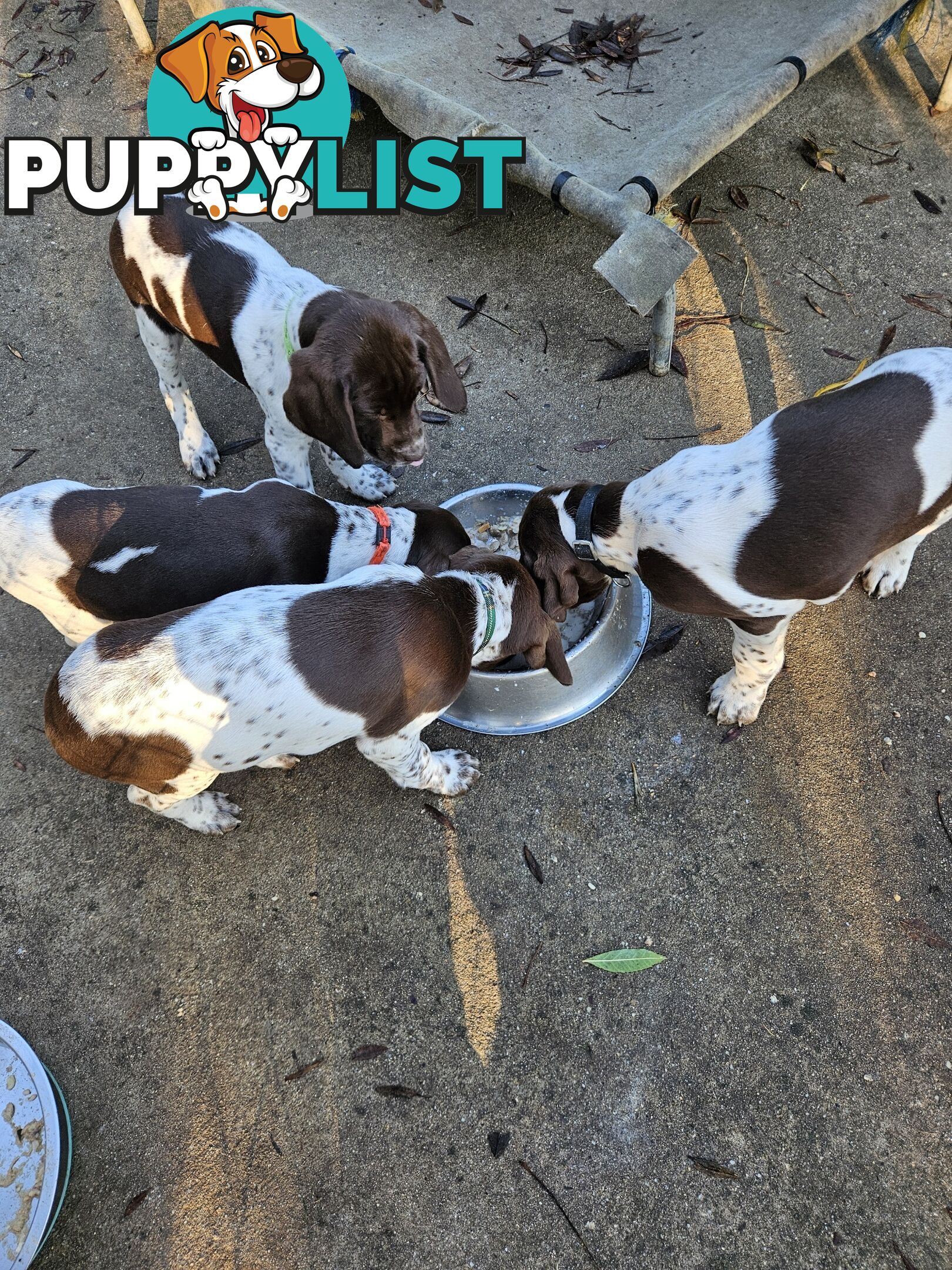 English pointer pups
