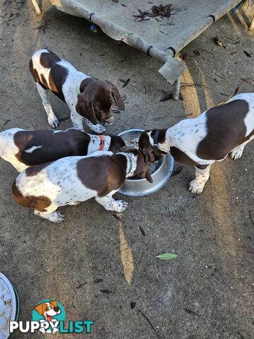 English pointer pups