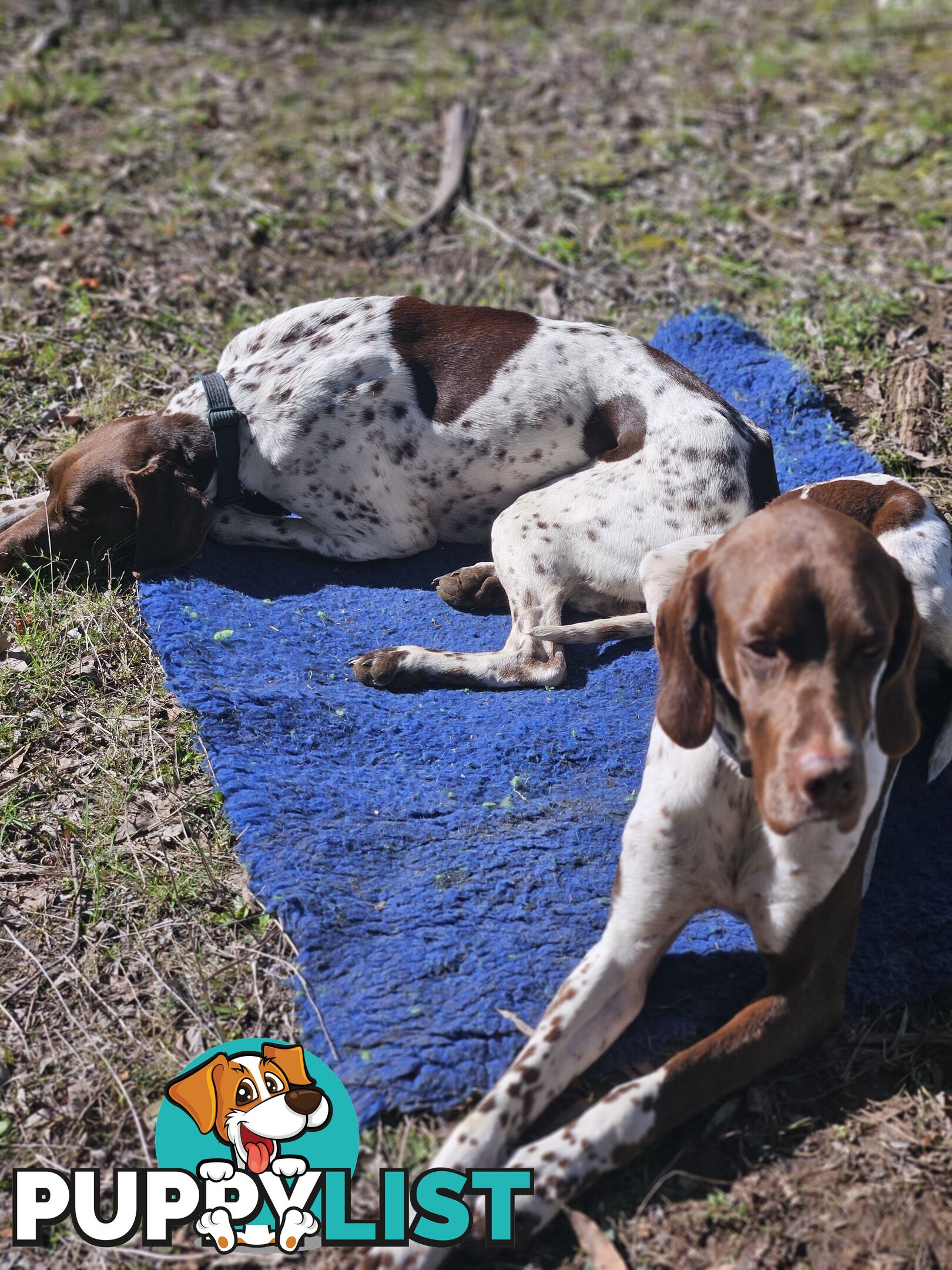 English pointer pups