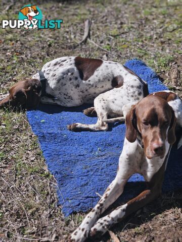 English pointer pups