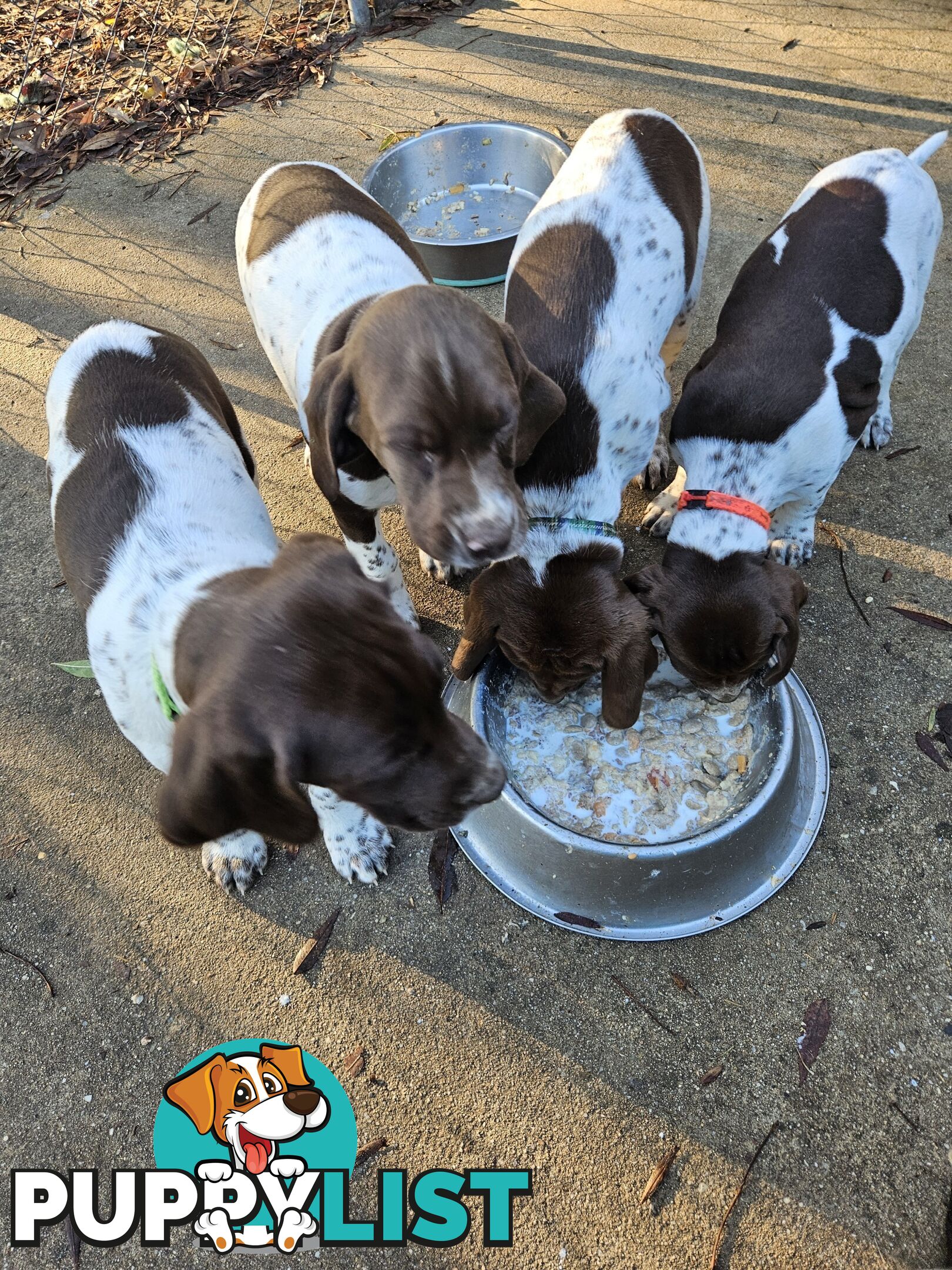 English pointer pups