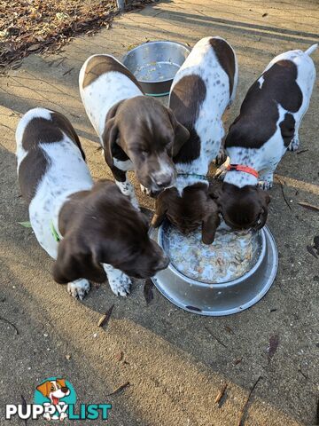 English pointer pups