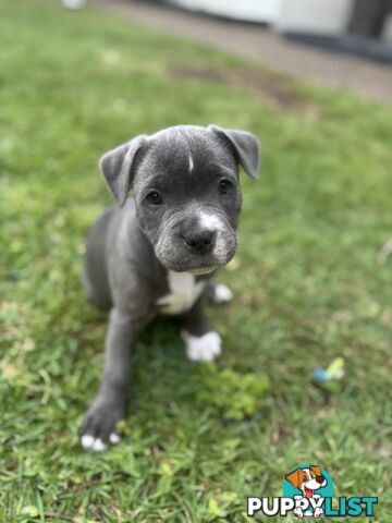 Blue Staffordshire Bull Terrier (from Pedigree Parents)