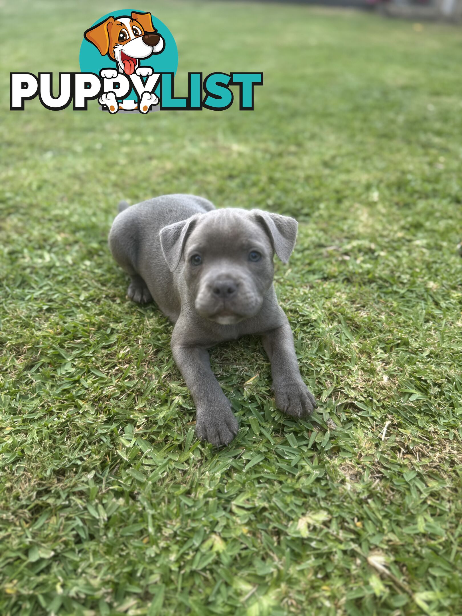Blue Staffordshire Bull Terrier (from Pedigree Parents)