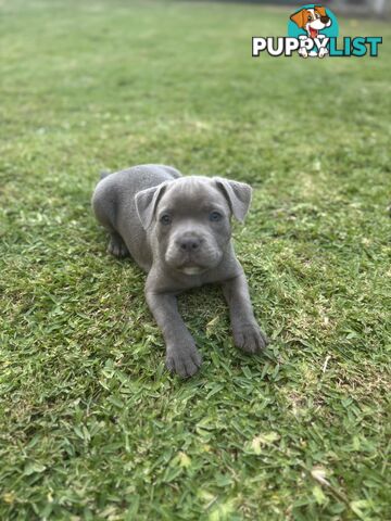 Blue Staffordshire Bull Terrier (from Pedigree Parents)