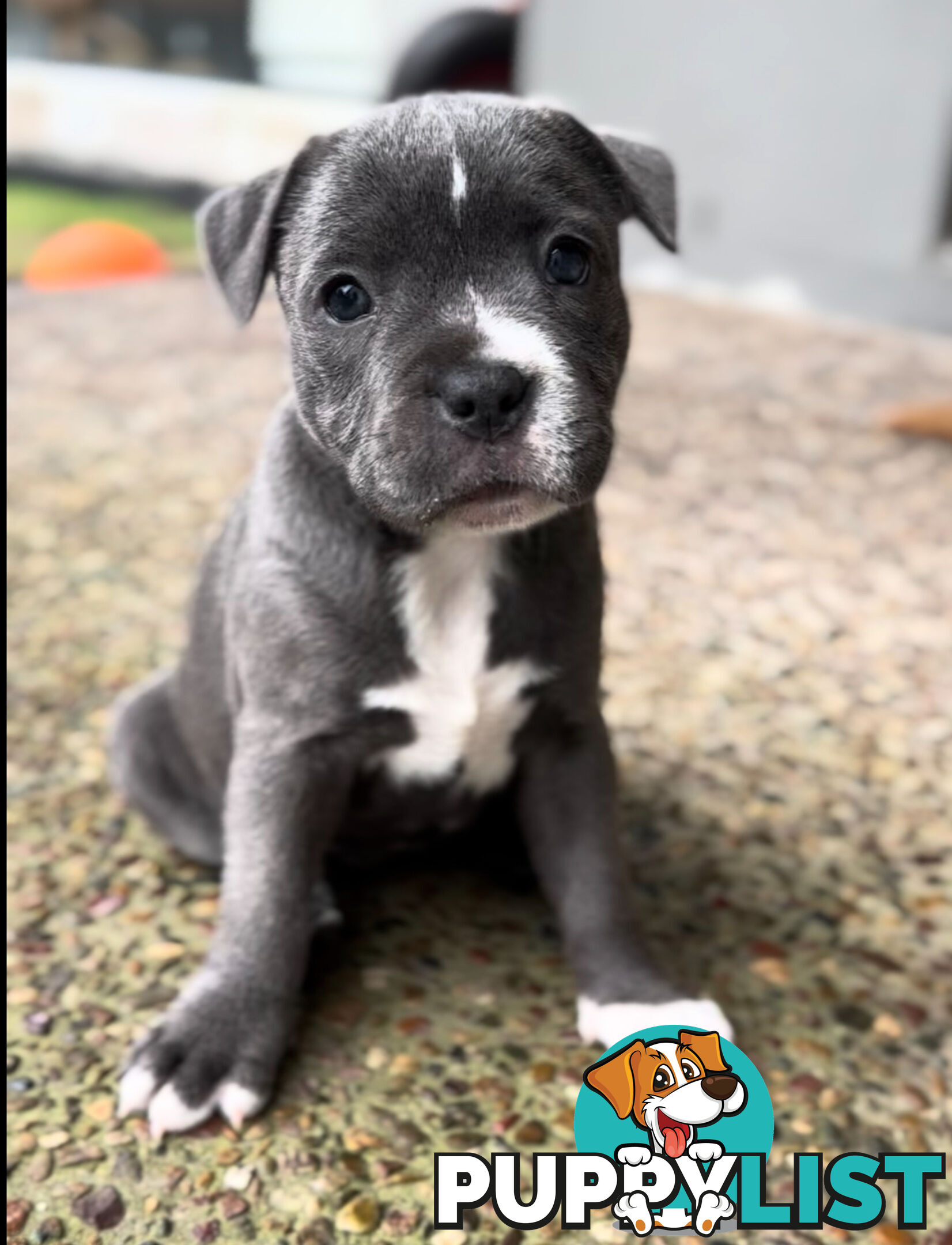Blue Staffordshire Bull Terrier (from Pedigree Parents)