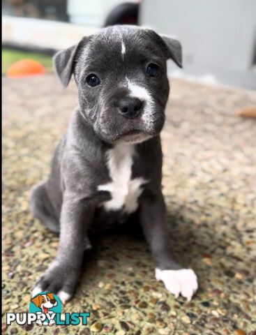 Blue Staffordshire Bull Terrier (from Pedigree Parents)