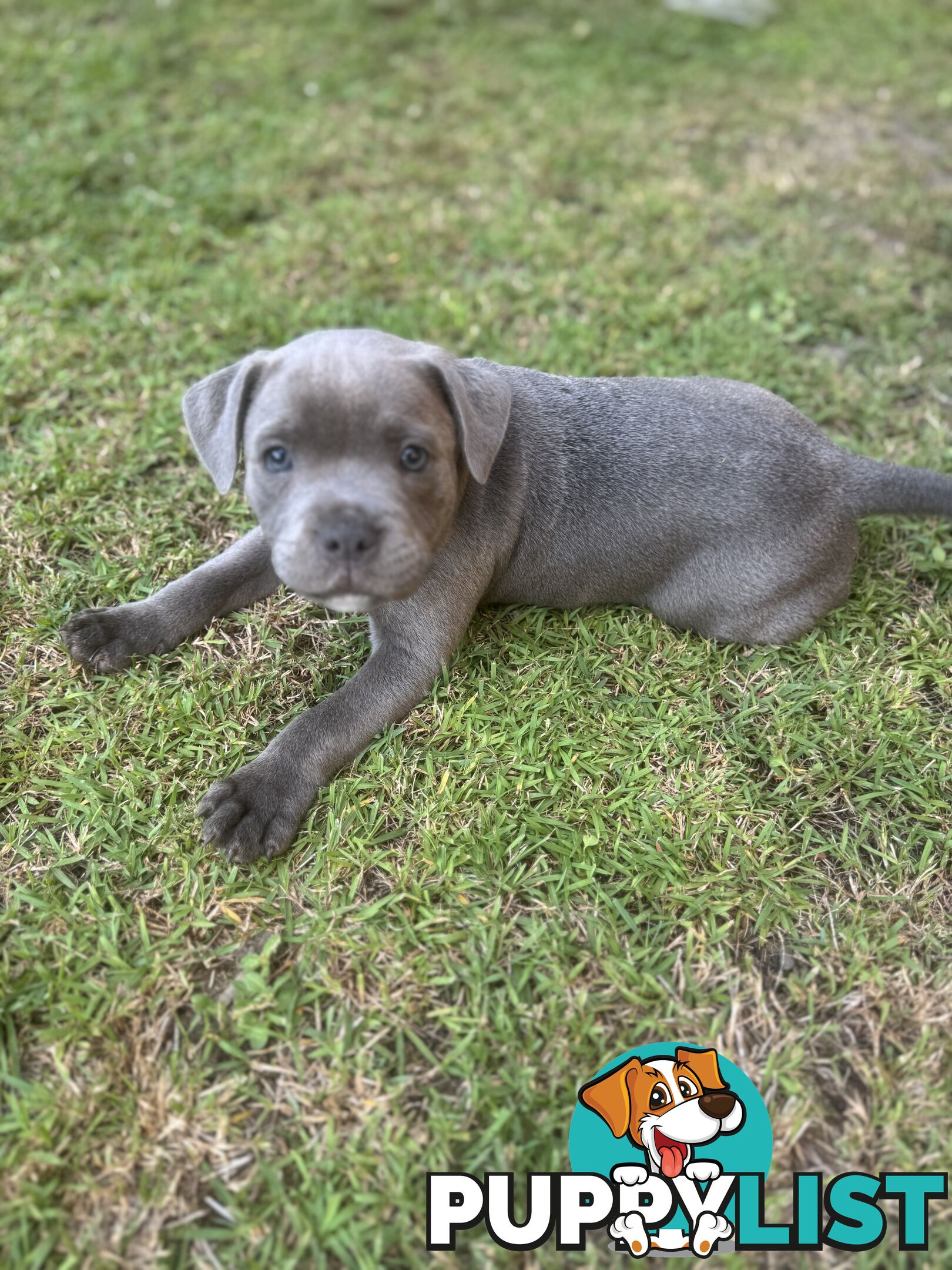 Blue Staffordshire Bull Terrier (from Pedigree Parents)
