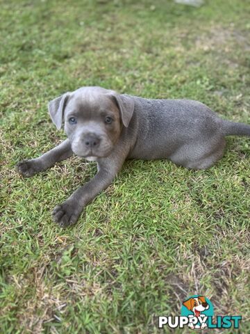 Blue Staffordshire Bull Terrier (from Pedigree Parents)