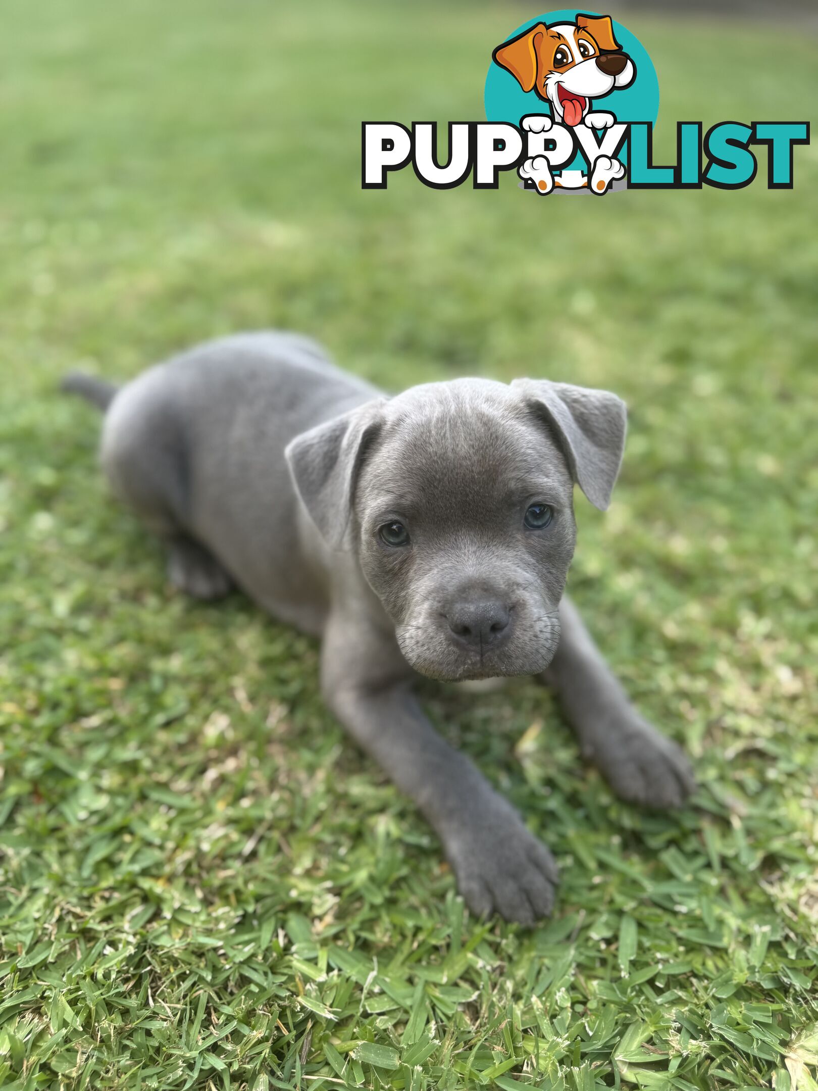 Blue Staffordshire Bull Terrier (from Pedigree Parents)