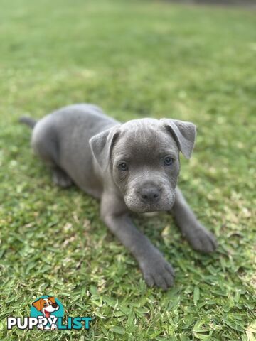 Blue Staffordshire Bull Terrier (from Pedigree Parents)