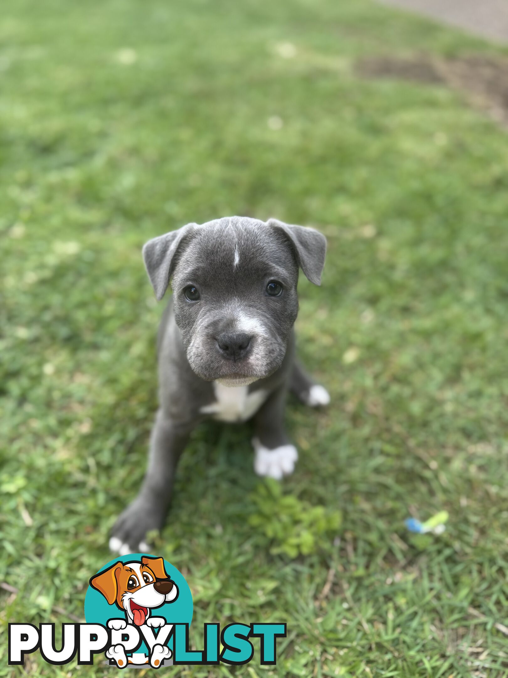 Blue Staffordshire Bull Terrier (from Pedigree Parents)