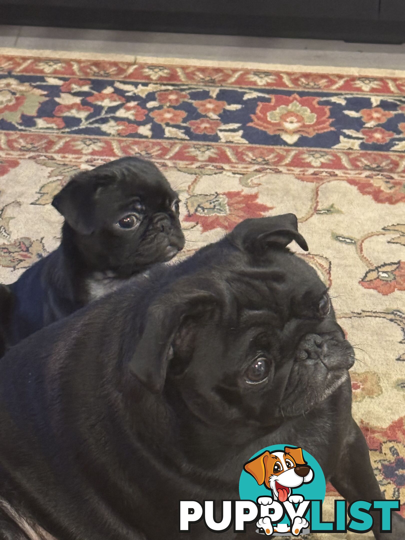 female Pug