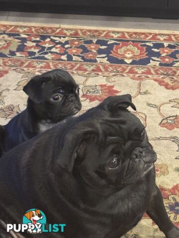 female Pug