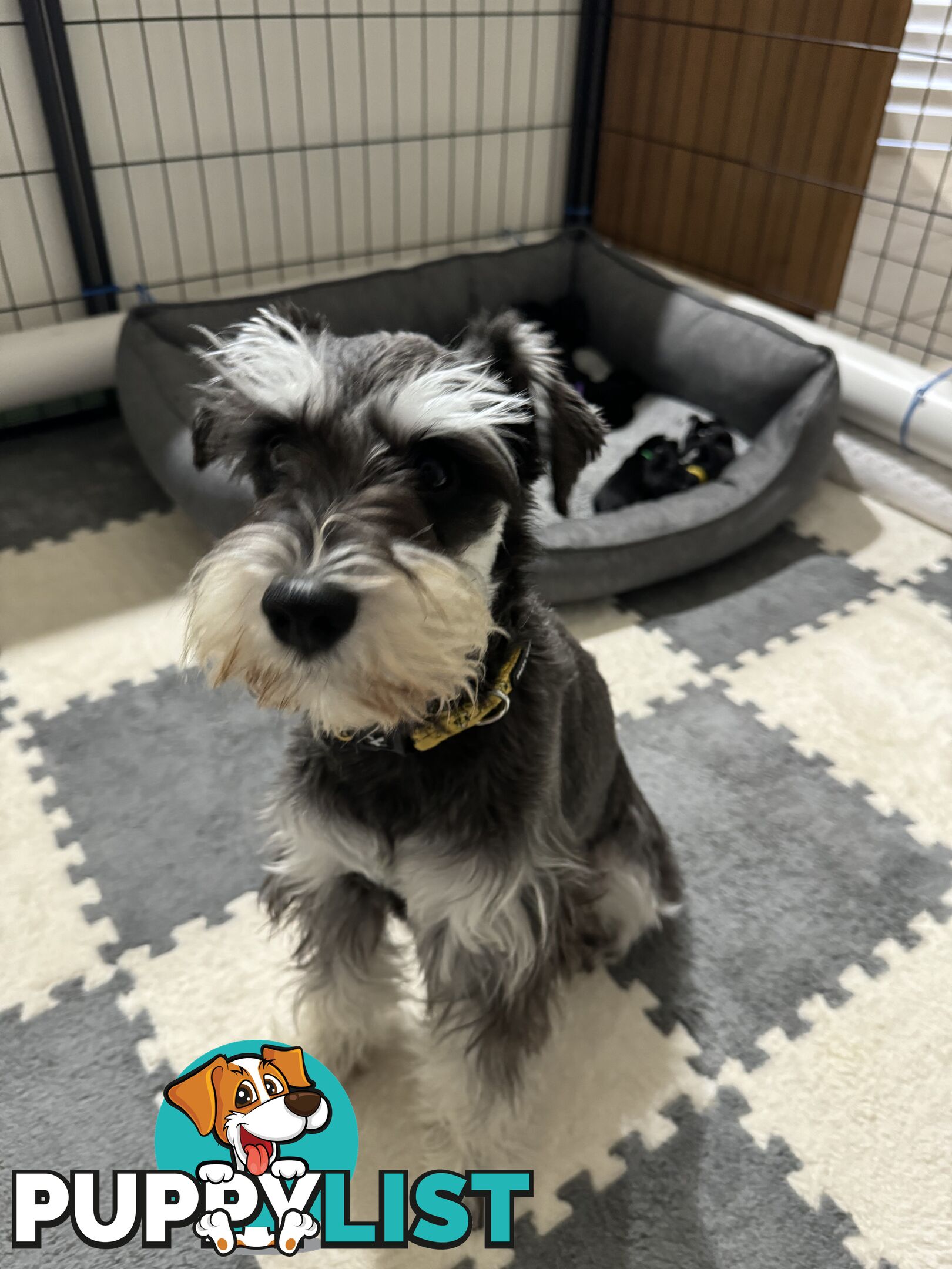 Pure Bred Miniature Schnauzers for Sale