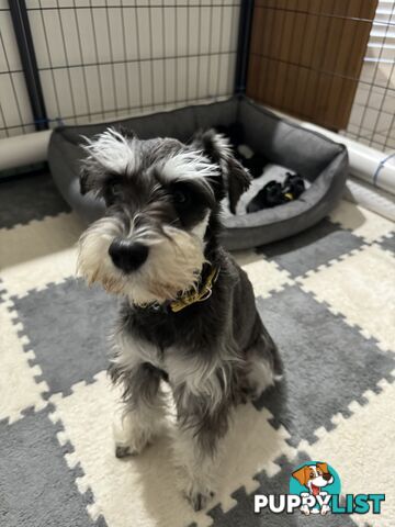 Pure Bred Miniature Schnauzers for Sale