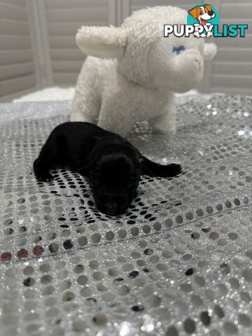 Pure Bred Miniature Schnauzers for Sale