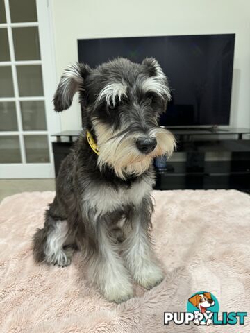 Pure Bred Miniature Schnauzers for Sale