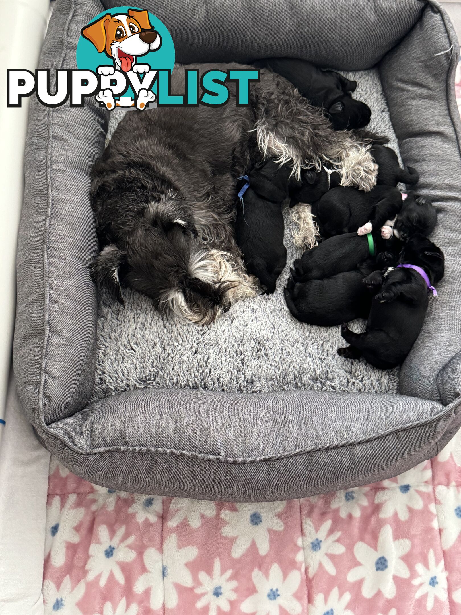 Pure Bred Miniature Schnauzers for Sale