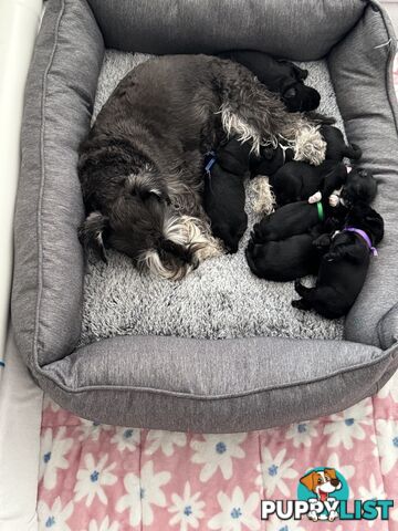 Pure Bred Miniature Schnauzers for Sale