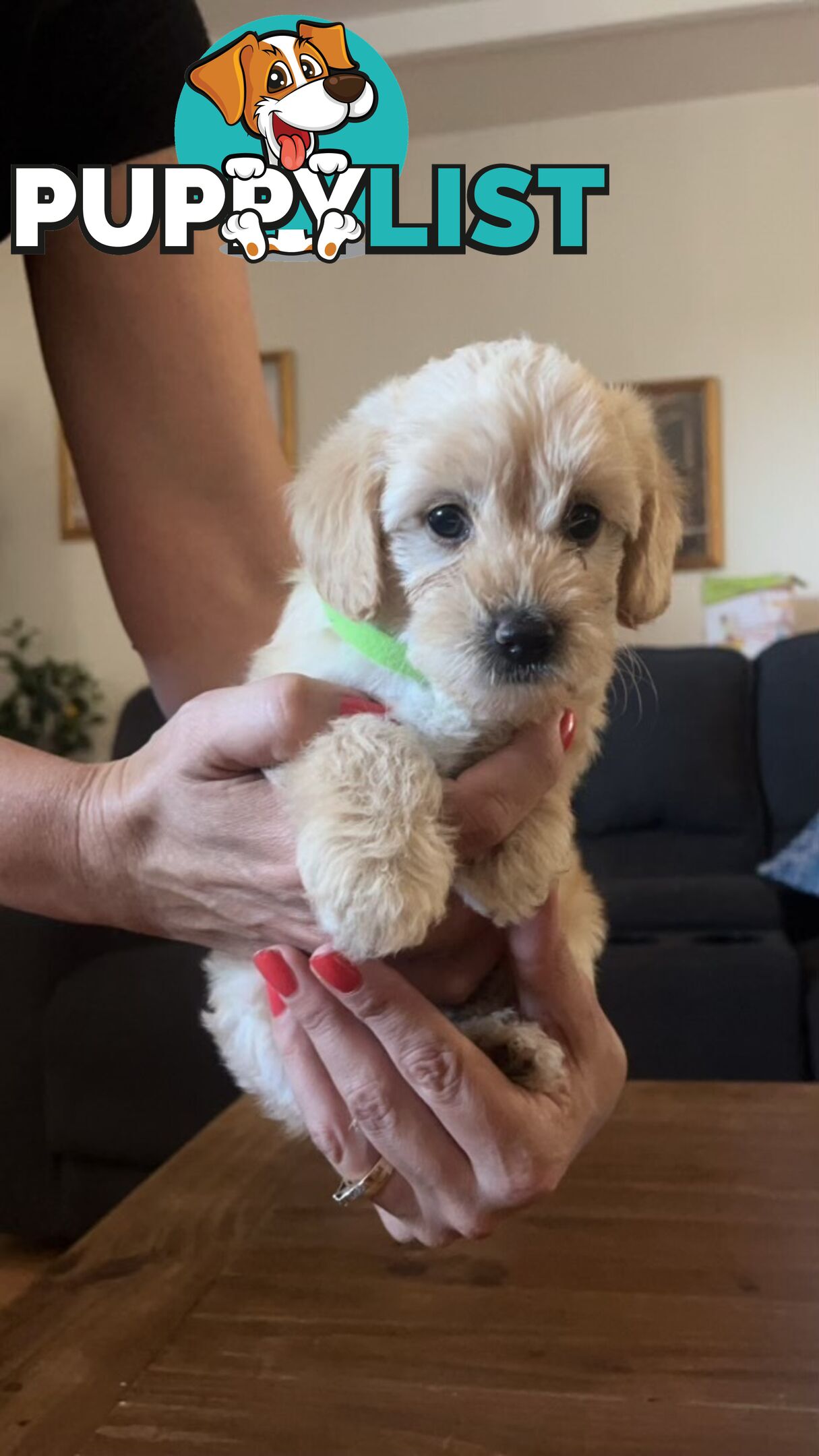 Beautiful Toy Cavoodle Puppies