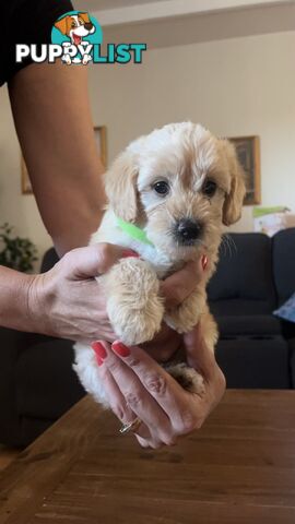 Beautiful Toy Cavoodle Puppies