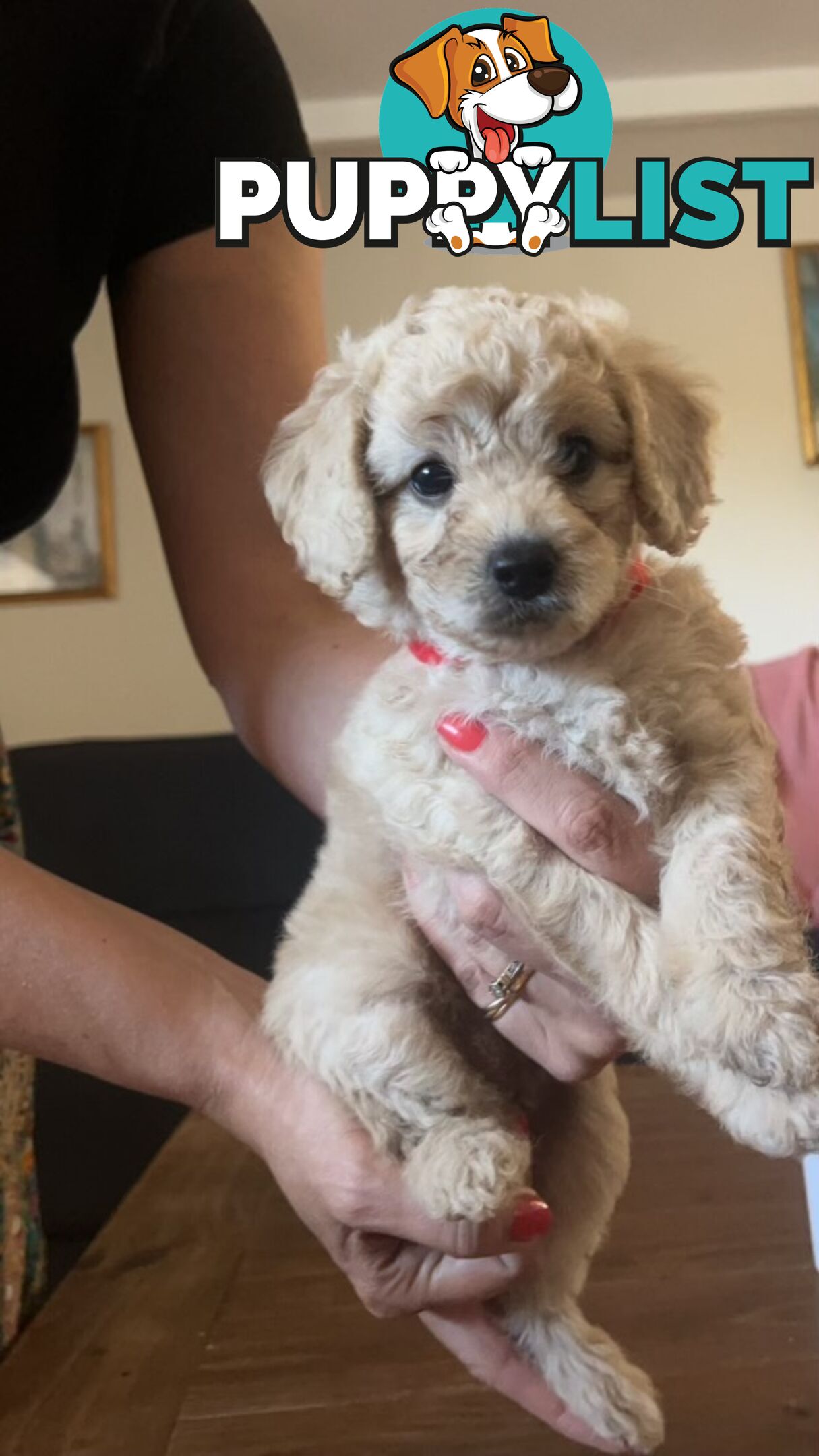 Beautiful Toy Cavoodle Puppies